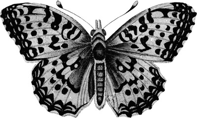 halftone moth elements for collage