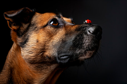 An intelligent and cute dog stares intensely at a ladybird bug that has landed on its nose, quizzically attentive.