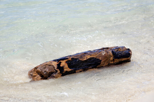 Treibholz in Malaysia