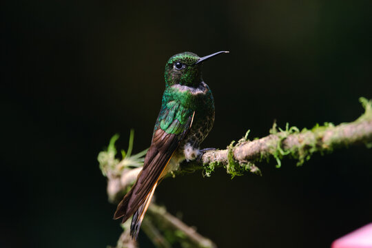 green brilliant hummingbird on a branch of Ecuador (Colibr&iacute; posado en rama)