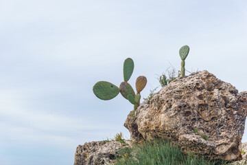 Cactus plant on rocks at the sicilian island in nature reserve of Monte Cofano, Sicily, Italy