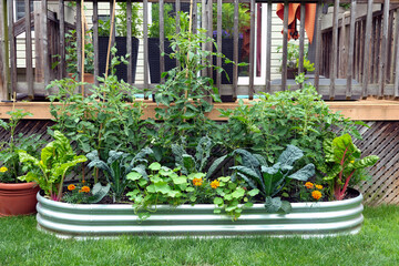 vegetable and flowers in an edible garden in a garlvanized raised bed. concept of portable gardens...