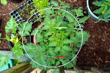 abstract view of a bed of vegetables, a portable garden on a rental property 