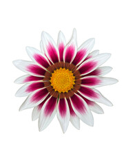 pink and white Gazania daisy flower close up