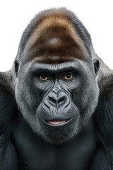 Obraz premium Isolated PNG Ape Wildlife, GENERATIVE AI