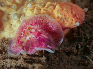 Marine flatworm from Norway