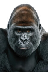 Obraz premium Isolated PNG Ape Wildlife, GENERATIVE AI