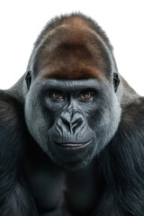 Obraz premium Isolated PNG Ape Wildlife, GENERATIVE AI
