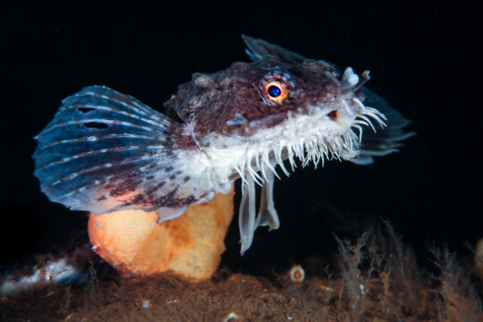 Hooknose-Agonus cataphractus from Norway