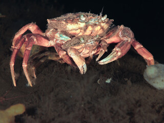 Crab from the Norwegian fjords