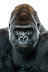 Fototapeta premium Isolated PNG Ape Wildlife, GENERATIVE AI