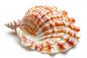Fototapeta premium beautiful seashell isolated white background