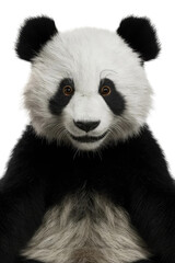 Fototapeta premium Isolated PNG Panda Wildlife, GENERATIVE AI