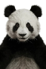 Naklejka premium Isolated PNG Panda Wildlife, GENERATIVE AI
