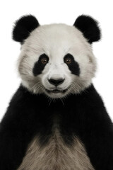 Isolated PNG Panda Wildlife, GENERATIVE AI