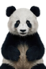 Isolated PNG Panda Wildlife, GENERATIVE AI