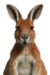 Fototapeta premium Isolated PNG Kangaroo Wildlife, GENERATIVE AI