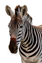 Isolated PNG Zebra Wildlife, GENERATIVE AI