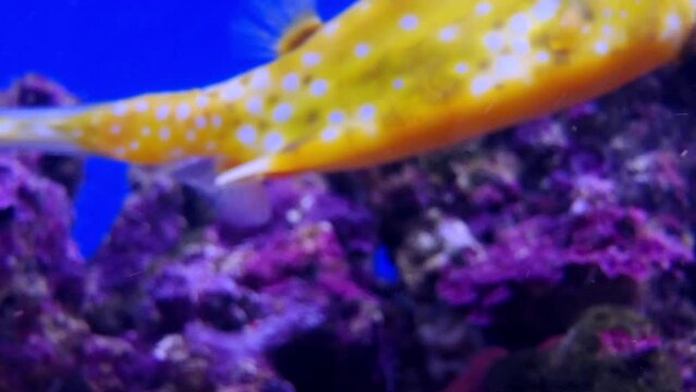 Longhorn cowfish, Lactoria cornuta