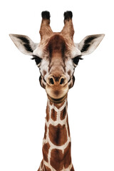 Obraz premium Isolated PNG Giraffe Wildlife, GENERATIVE AI