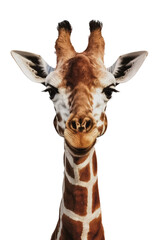 Obraz premium Isolated PNG Giraffe Wildlife, GENERATIVE AI