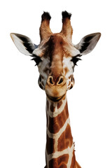 Obraz premium Isolated PNG Giraffe Wildlife, GENERATIVE AI