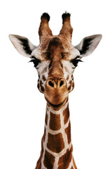 Obraz premium Isolated PNG Giraffe Wildlife, GENERATIVE AI