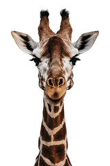 Obraz premium Isolated PNG Giraffe Wildlife, GENERATIVE AI