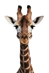 Fototapeta premium Isolated PNG Giraffe Wildlife, GENERATIVE AI