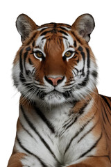 Obraz premium Isolated PNG Tiger Wildlife, GENERATIVE AI