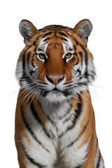 Fototapeta premium Isolated PNG Tiger Wildlife, GENERATIVE AI