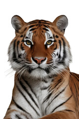 Fototapeta premium Isolated PNG Tiger Wildlife, GENERATIVE AI