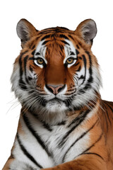 Isolated PNG Tiger Wildlife, GENERATIVE AI