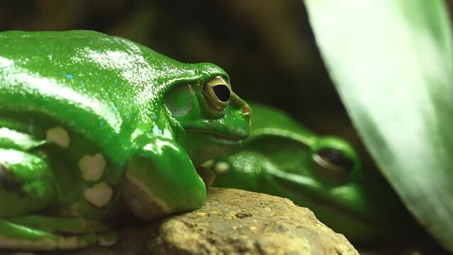 Chinese flying or Chinese gliding frog (Rhacophorus dennysi, Blanford's, large treefrog, Denny's whipping frog) is species of tree frog in family Rhacophoridae found in China, Laos, Burma, and Vietnam
