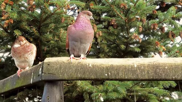 Chilean pigeon (Patagioenas araucana) is a species of bird in the family Columbidae. It is found in Chile and adjacent Argentina. Its natural habitat is temperate forests.