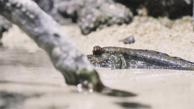 Periophthalmus is a genus of fish in the family Gobiidae, native to coastal mangrove wood- and shrubland in the Indo-Pacific region. It is one of the genera commonly known as mudskippers.