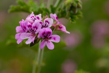 Fototapeta premium Image of grassy plant Geranium meadow at sunny day, nobody