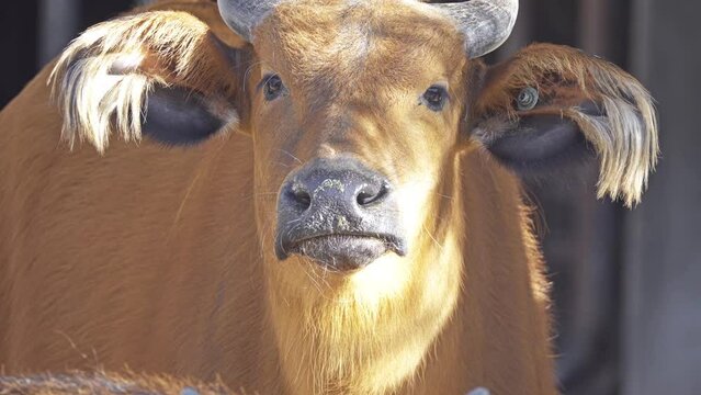 African forest buffalo (Syncerus caffer nanus)