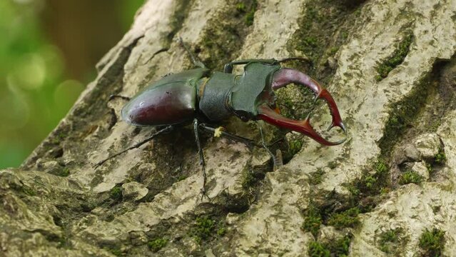 Stag Beetle Crawling on Tree Trunk. Close-up of Stag Beetle Moving Along Tree Bark. Detailed View of Stag Beetle in Its Natural Habitat. Forest Scene with Crawling Beetle.