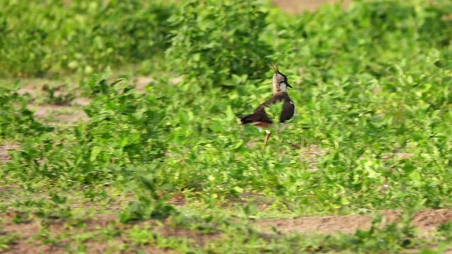 Northern lapwing (Vanellus vanellus), also known as the peewit or pewit, tuit or tew-it, green plover, or (in Britain and Ireland) pyewipe or just lapwing, is a bird in the lapwing subfamily.
