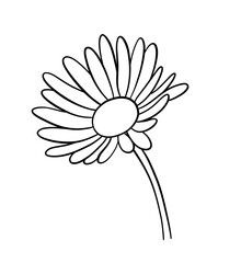 Fototapeta premium daisy flower