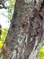樹液を出す桜の木