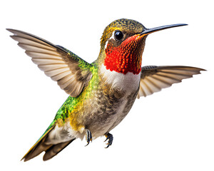 Obraz premium A ruby-throated hummingbird in mid-flight, displaying its dazzling green and red feathers. The bird's wings are caught in motion, creating a dynamic image. transparent background