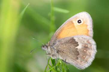 A small butterfly, a small meadow butterfly (Coenonympha pamphilus), is sitting on a green plant in the middle of the tall grass. The sun is shining from above.