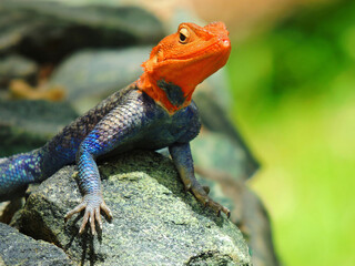   a colorful male african redhead agama perched on a boulder  in tarangire national park in tanzania, east africa     
