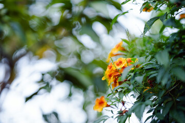 Yellow flower, green leaves, blurred background.