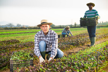 Fototapeta premium Farmer harvesting and peeling red mustard on the field