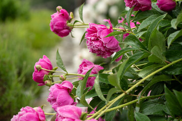 pink peony's