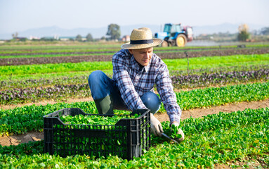 Positive man engaged in farming picking fresh corn salad on farm at sunny day