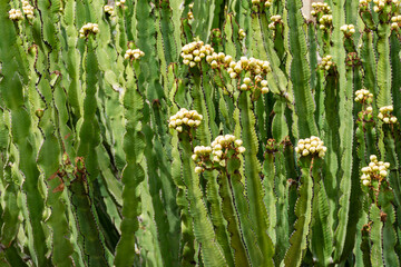 Cactus, euphorbia candelabrum, con frutos inmaduros a principio del verano